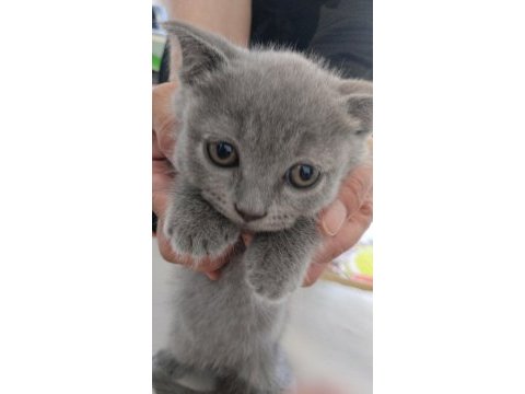 British shorthair