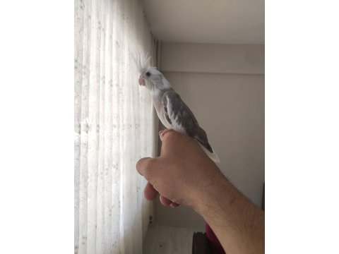 Eğitimli sultan papağanı yavruları