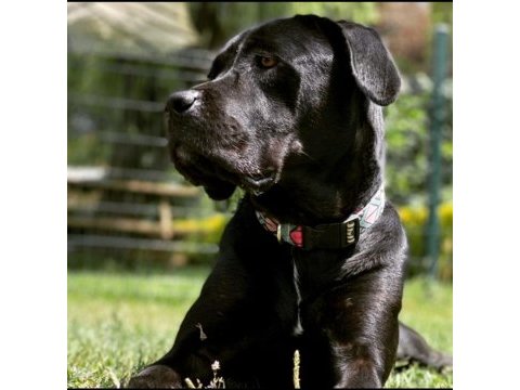 4.5 yaşında dişi kısır cane corso sahiplendirme