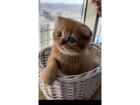 Scottish fold 2 aylık erkek yavru