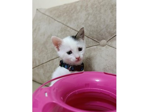 Acil yuva bebek kedilere