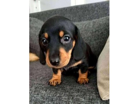 A kalite dachshund yavrular