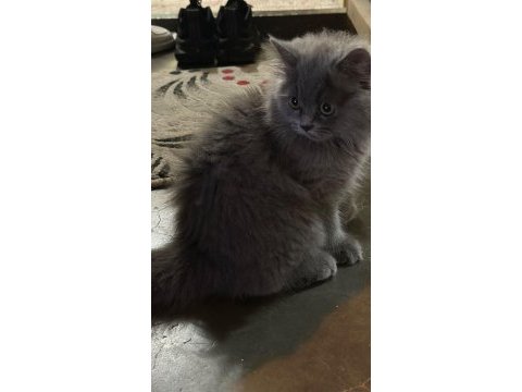 British longhair dişi oyuncu sağlıklı ücretli