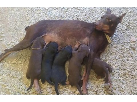 Orjinal king doberman yavrularımız