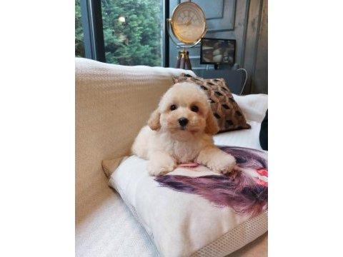 Akıllı ve tüy dökmeyen karakteriyle maltipoo yavrusu