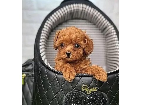 Toy poodle yavrular