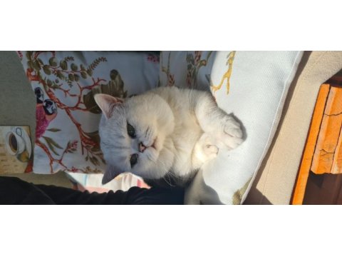 Dişi yavru british shorthair bursa