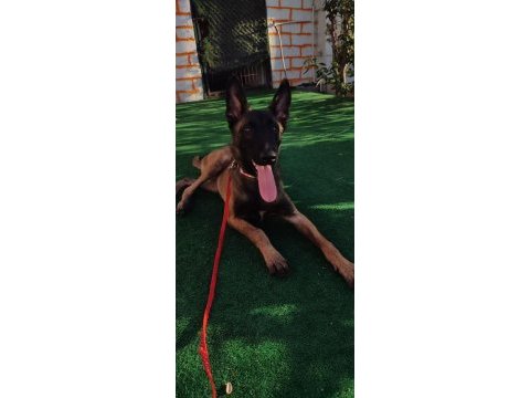 5 aylık belçika malinois kurdu