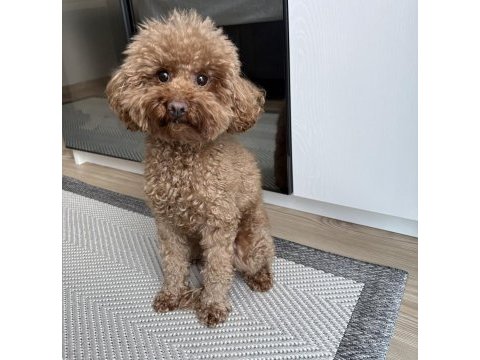 Dişi toy poodle