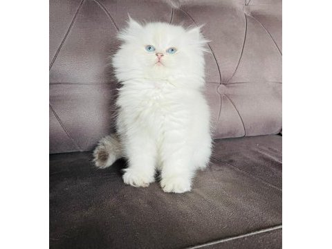 British longhair yavrular