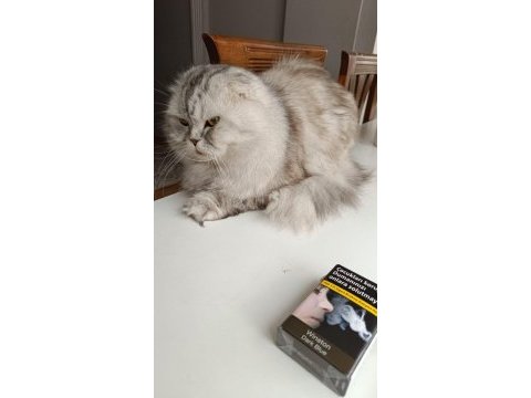 Scottish fold özellikle ücretsiz sahiplendiriyorum