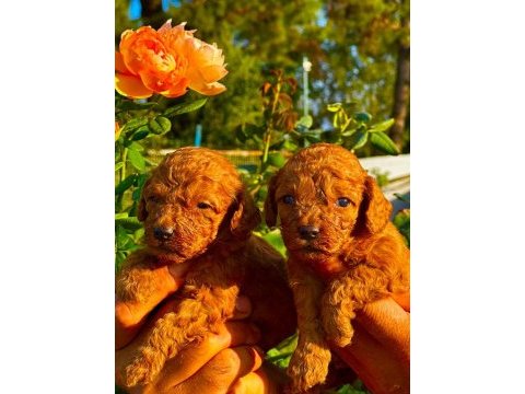 Toy poodle yavruları