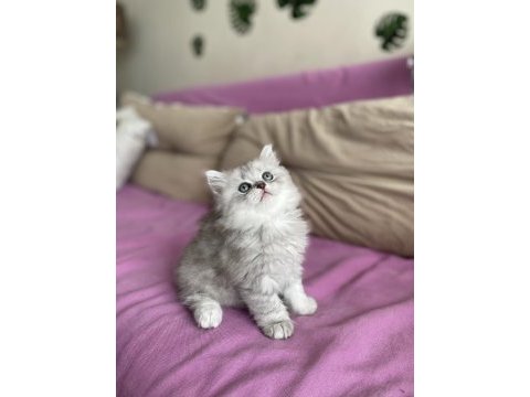 2 aylık erkek british longhair