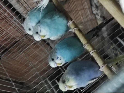 Bayram şekerleri yeni yeme düşmüş yavru muhabbet kuşu