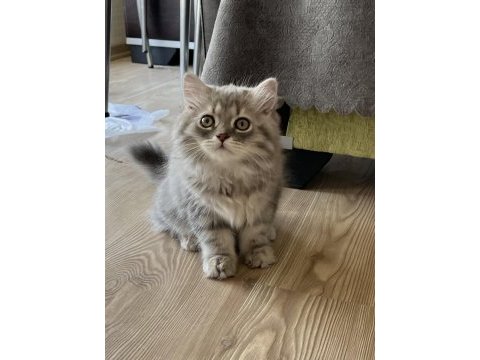 British silver longhair