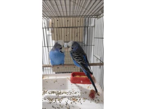 Show jumbo çift kuştur
