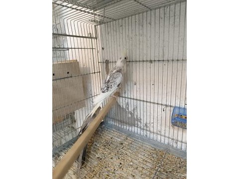 Cf pearl bir erkek ve bir dişi 6 aylık