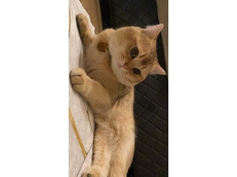 Erkek kedi eş ilanı