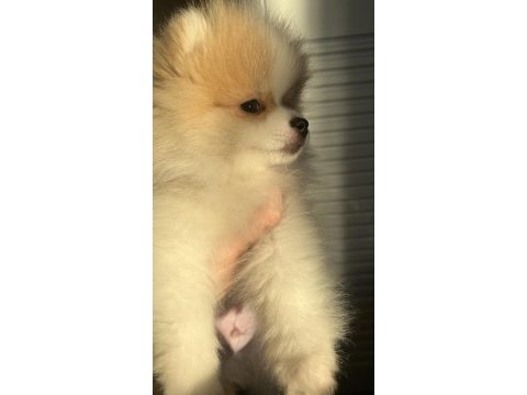 6 aylık aşı ve eğitimleri tam pomeranian boo erkek