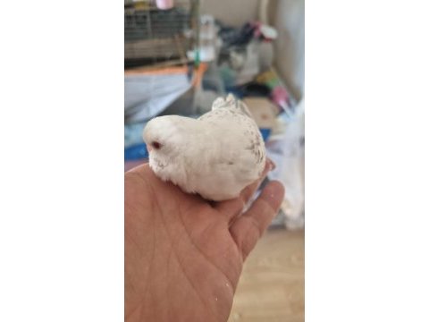 Yavru albino muhabbet kuşu