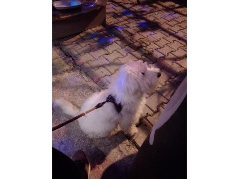 Uyguna verilecek dişi maltipoo aşıları tam çipi var