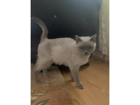 1 yaşında british shorthair dişi kedimiz