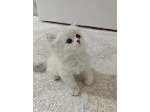 A kalite british longhair silver point
