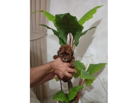 Maltipoo dişi
