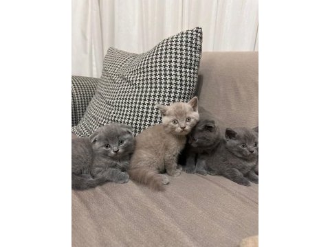Zamanı gelen british shorthair bebeklerimiz