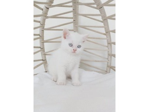 Safkan eşsiz güzellikte british longhair yavrularım