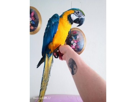 Full evcil konuşma mevcut maskot gibi macaw