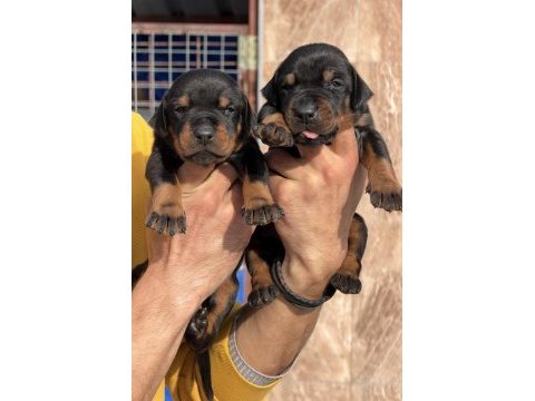 Doberman yavrularımız 