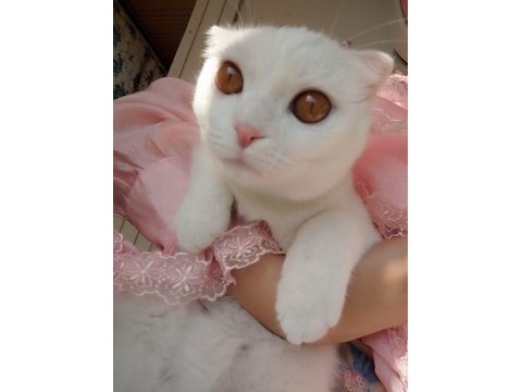 Bembeyaz scottish fold kırık kulak pamuk kedicik