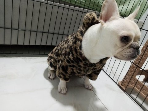 Acil sahiplendirilecek platinium dişi french bulldog