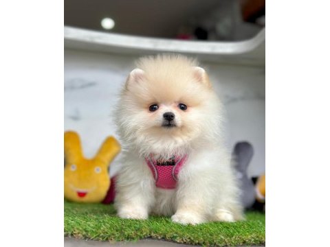 Sevimli pomeranian boo yavrularımız