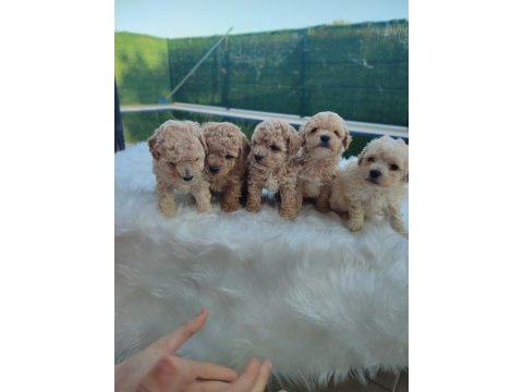 Ped eğitimli maltipoo kızımız