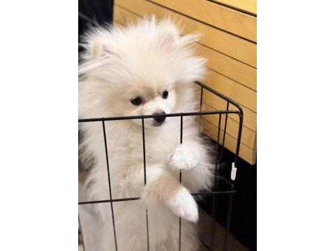 Uygun puan pomeranian