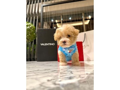 Korenin yakışıklısı 0 boy maltipoo maximilliano