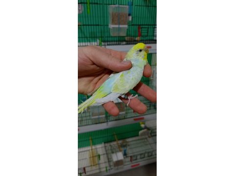Rainbow muhabbet kuşları