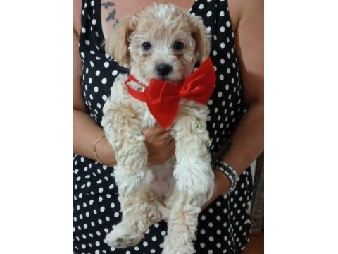 Biz çok tatlı köpekleriz