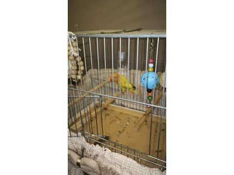 Sarı şeker cennet papağanı