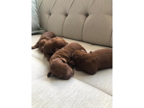 Anne altında toy boy red brown poodle sağlık ve ırk garanti