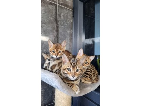 4 kuşak wcf şecereli safkan bengal gold/brown (2 aylık)