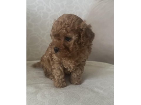 Minicik muhteşem güzellikte safkan toy poodle