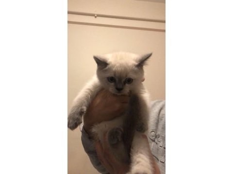 British shorthair yavrular