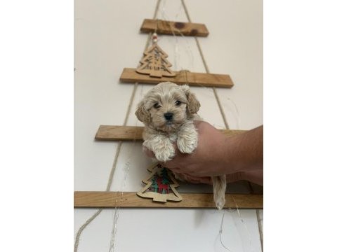 Kore maltipoo bebekler