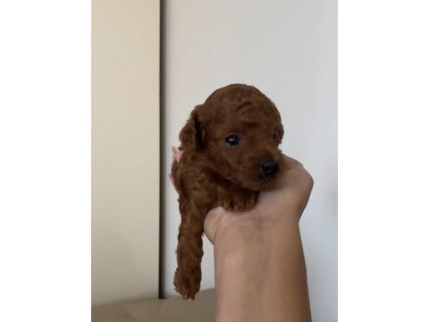 Toy poodle köpeği