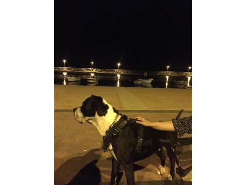 Cane corso eş aranıyor
