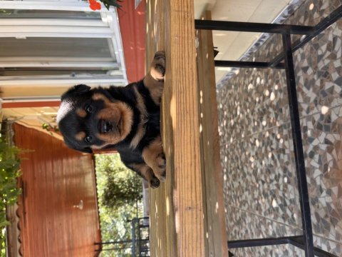 Koca kafa rottweiler yavruları