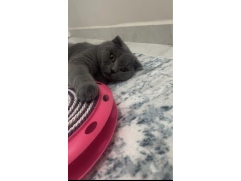 Scottish fold kedimiz